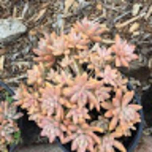 Meet your Posher, Jo lynnette